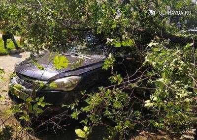 В Ульяновске на автомобиль с водителем внутри упало дерево