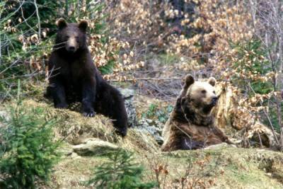 В Сочи два медведя растерзали 11-летнего мальчика