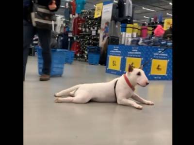 В супермаркете ленивая собака не хотела идти: хозяин тащил ее на поводке, а пёс скользил по полу на пузе