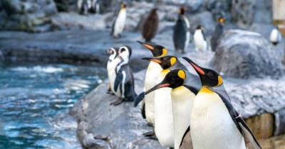 Помет пингвинов указал на ошибку ученых
