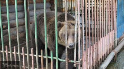 Два медведя задрали школьника в Краснодарском крае