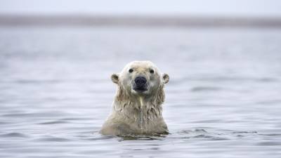В июле в Арктике зафиксирован минимум ледовитости