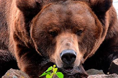В Сочи медведи затащили в вольер 11-летнего ребенка и загрызли его