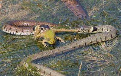 Фотограф снял драку голодных змей за лягушку