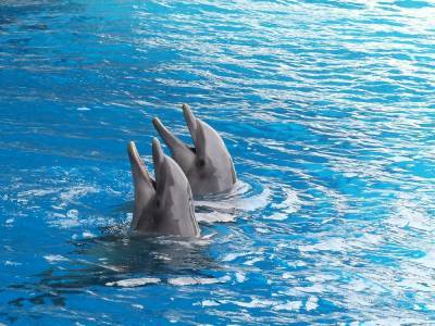 Нижегородский дельфинарий просит помощи у губернатора