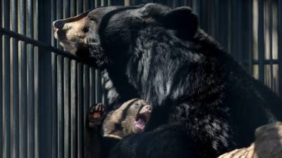 Кадры из заповедника, где медведи разорвали ребенка — видео