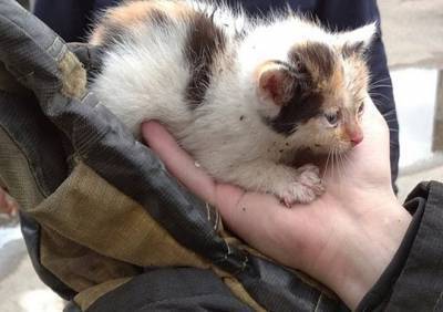 Сараевские пожарные спасли котенка, застрявшего в вагоне поезда