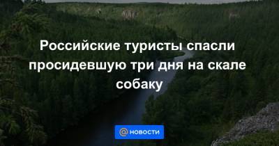 Российские туристы спасли просидевшую три дня на скале собаку