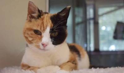 Спасительный чип: хозяева нашли свою потерянную кошку спустя 12 лет