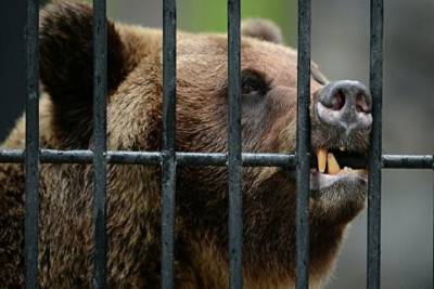В Сочи застрелили медведей, которые загрызли 11-летнего мальчика