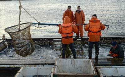 Улов тихоокеанских лососей в РФ превысил 120 тыс. тонн