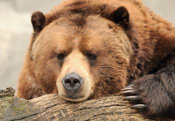 Два медведя загрызли 11-летнего мальчика