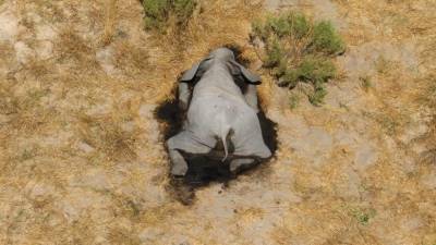 Ученые объяснили массовую гибель слонов в Ботсване