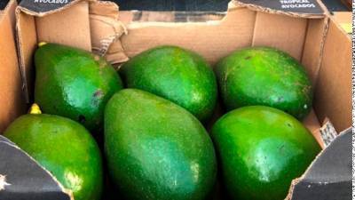 В июле в Петербург завезли две тонны авокадо