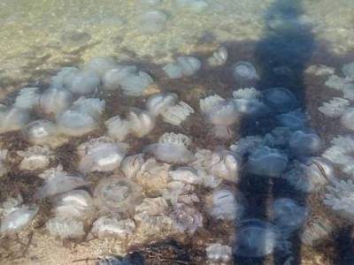 Нашествие медуз на популярном курорте шокировало укрианцев