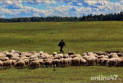 Фоторепортаж: как овечки Иль-де-Франс влияют на развитие крестьянского дела в Ленобласти