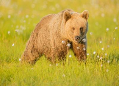 В интернете появилось видео из зоопарка в Сочи, где медведи загрызли ребенка