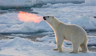 Как на ладони: белых медведей в Арктике сосчитают с высоты птичьего полёта