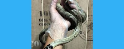 Новосибирец поймал на Затулинке калифорнийскую королевскую змею