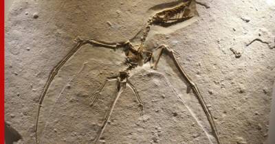 В Китае нашли целый скелет птерозавра