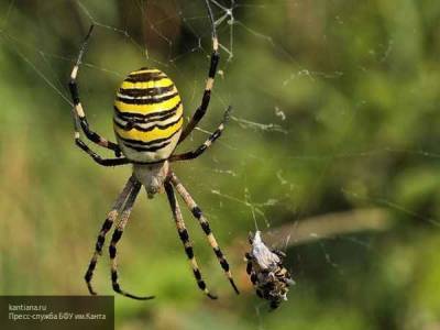 Бразильские ученые заявили о способностях пауков плести ядовитую паутину