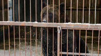 В Сочи закроют все мини-зоопарки после гибели мальчика от лап медведя