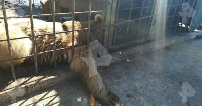 Жители о нападении медведей на ребенка в Сочи: Замка не было на клетке