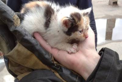 Рязанские пожарные спасли котенка из товарного вагона