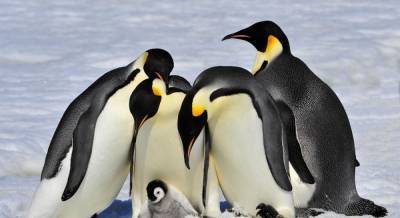 Императорских пингвинов в Антарктиде оказалось на 20% больше, чем считалось