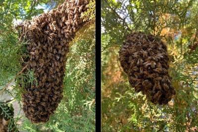 Семейство пчел сбежало в сочинский парк от плохих условий содержания