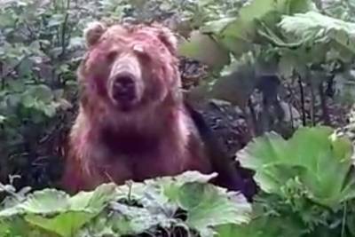 Жители Тверской области испугались медведя с Курильских островов, якобы гуляющего в местных лесах