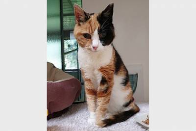 Пропавшая кошка нашла хозяйку через 12 лет и оказалась ненужной