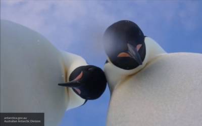 Ученые обнаружили колонию императорских пингвинов в Антарктиде