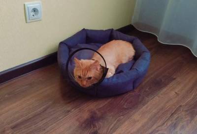 Рыжий кот, пострадавший после падения из окна в Мурино, нашел новый дом