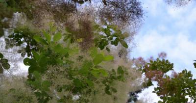 В Ботаническом саду Калининграда зацвело "дерево-облако" (фото)