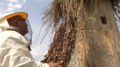 В Башкирии пчеловод создал базу отдыха на пасеке