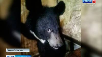 Спасли косолапых: новый дом для медвежат нашли в Рапполово