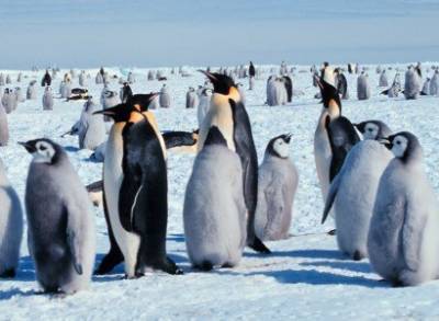 Многочисленные колонии императорских пингвинов обнаружены со спутников на берегах Антарктиды