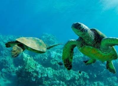 Индонезийские власти выпустили в море 25 редких зеленых черепах