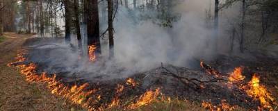 В Магаданской области площадь лесных пожаров увеличилась в 10 раз