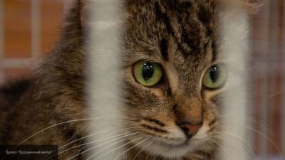 Исчезнувшая 12 лет назад кошка пришла домой, но оказалась ненужной хозяйке