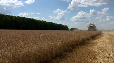 Воронежские аграрии собрали четвёртый миллион тонн зерна