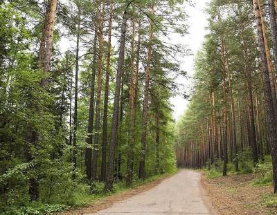 Улан-удэнцам нельзя гулять в лесах до конца лета