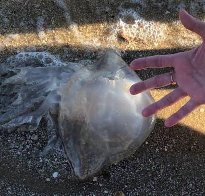 Эксперты объяснили нашествие медуз в Таганрогском заливе