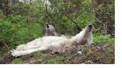Самые ленивые волки из США завоевали любовь пользователей интернета