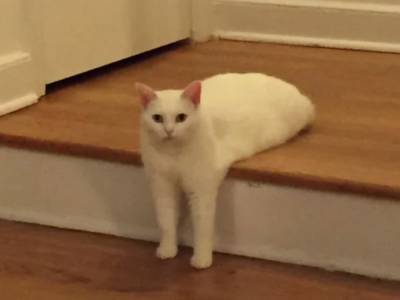 Белый кот, который сел на ступеньках в странной позе, стал героем фотожаб