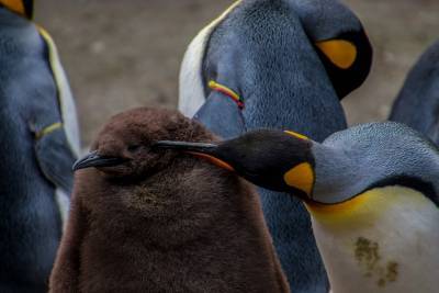 В Антарктиде обнаружили 11 новых колоний пингвинов