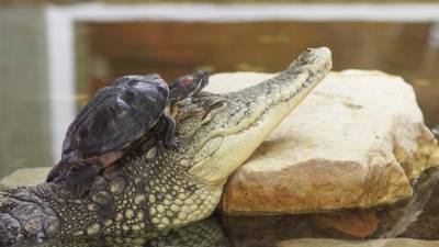 В Ленинградском зоопарке снова открывается "Экзотариум" с рептилиями и амфибиями