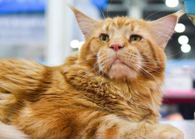 Столичные ветеринары рассказали о правилах ухода за кошками