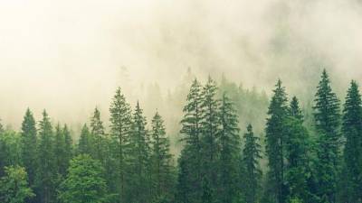 Глобальное потепление почти удвоило скорость роста лесов в Новой Англии